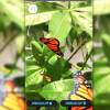 3D Animated WebAR Butterfly Experience