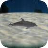 Dolphin Swim 🐬