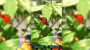 Get 3D Animated WebAR Butterfly Experience - WebAR Experience | Catchar